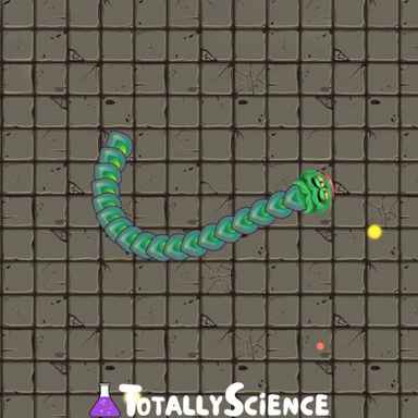 FreezeNova Snake Wars FreezeNova Snake Wars